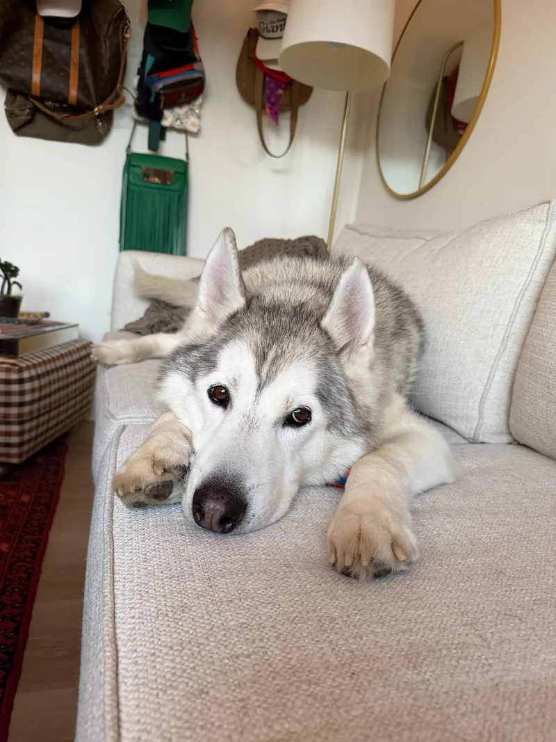 A young medium-sized male Siberian Husky dog named River for adoption in santa monica, CA