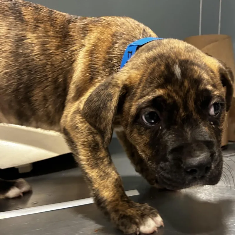 A baby small-sized male Yellow / Tan / Blond / Fawn Mixed Breed dog named Fuji Apple for adoption in Chattanooga, TN