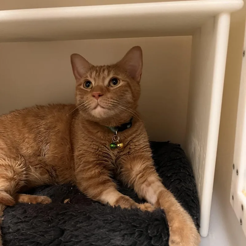 An adult small-sized male Domestic Short Hair cat named Milo for adoption in Salisbury, MA