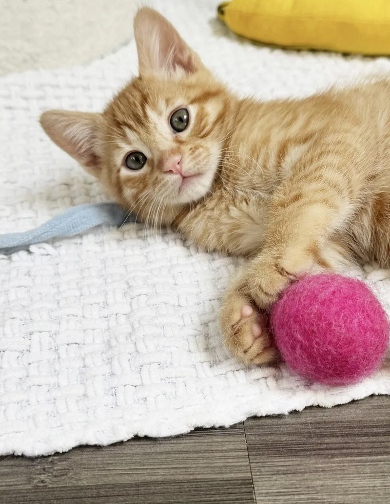 A baby medium-sized male Tabby (Orange / Red) Tabby cat named Pumpkin for adoption in Alameda, CA