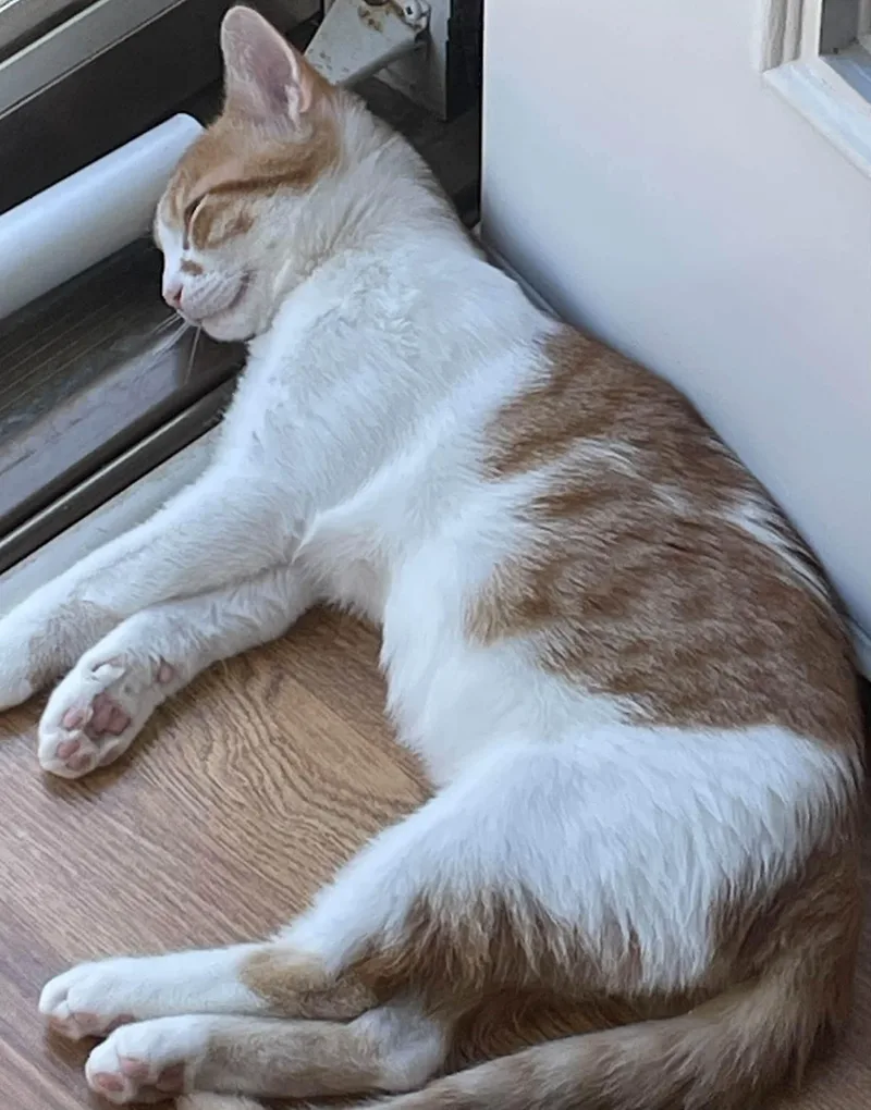 A baby medium-sized male Domestic Short Hair cat named Zach for adoption in Concord, NC