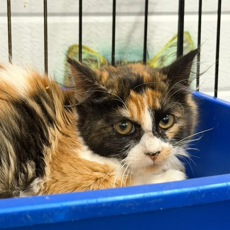 A baby small-sized female Calico Domestic Short Hair cat named Olive for adoption in Idaho Falls, ID