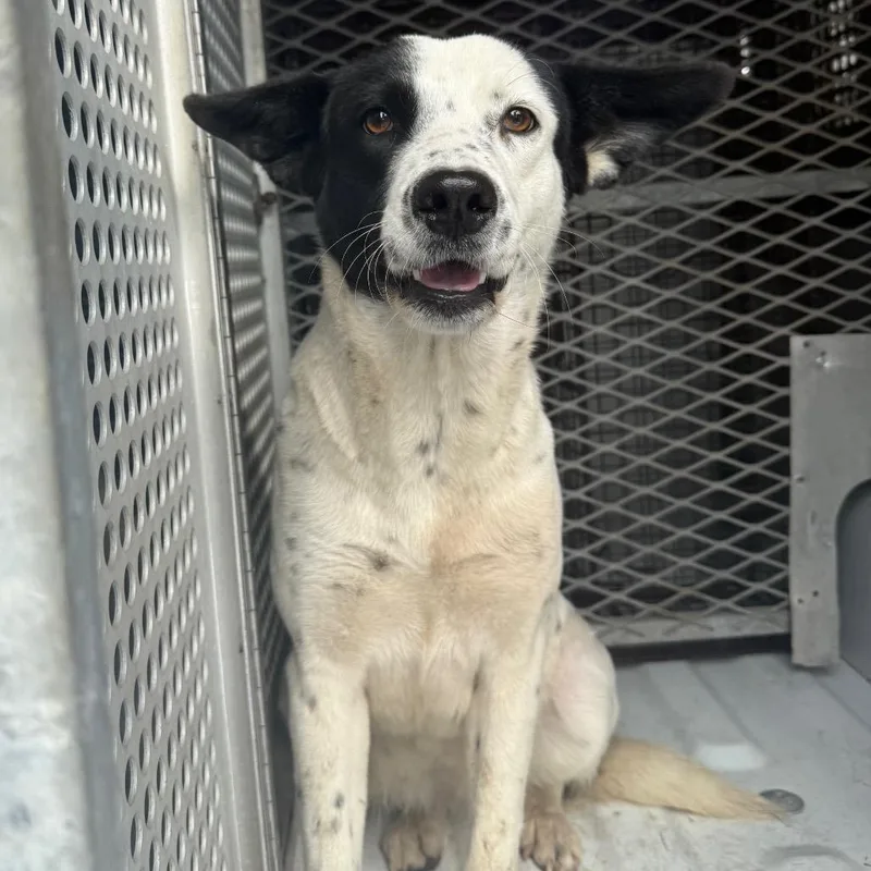 An adult medium-sized female White / Cream Shepherd dog named Babe for adoption in Edinburg, TX