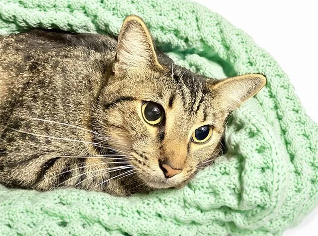 An adult medium-sized male Domestic Short Hair cat named Max for adoption in Fort Lauderdale, FL