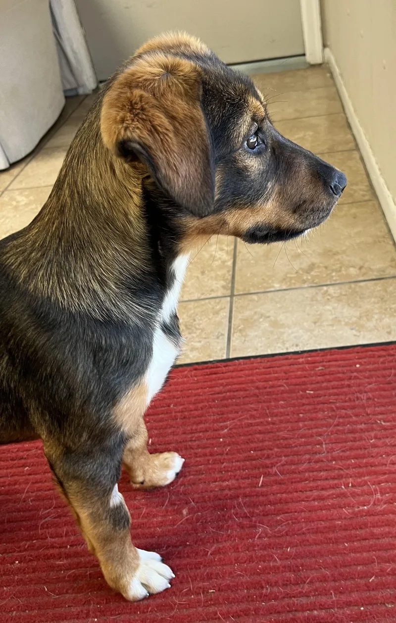 A young medium-sized female Tricolor (Brown, Black, & White) Vizsla dog named Stormy for adoption in Farmington, MO