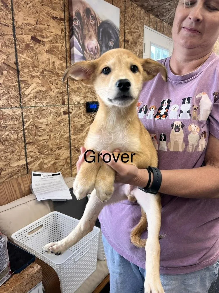 Grover