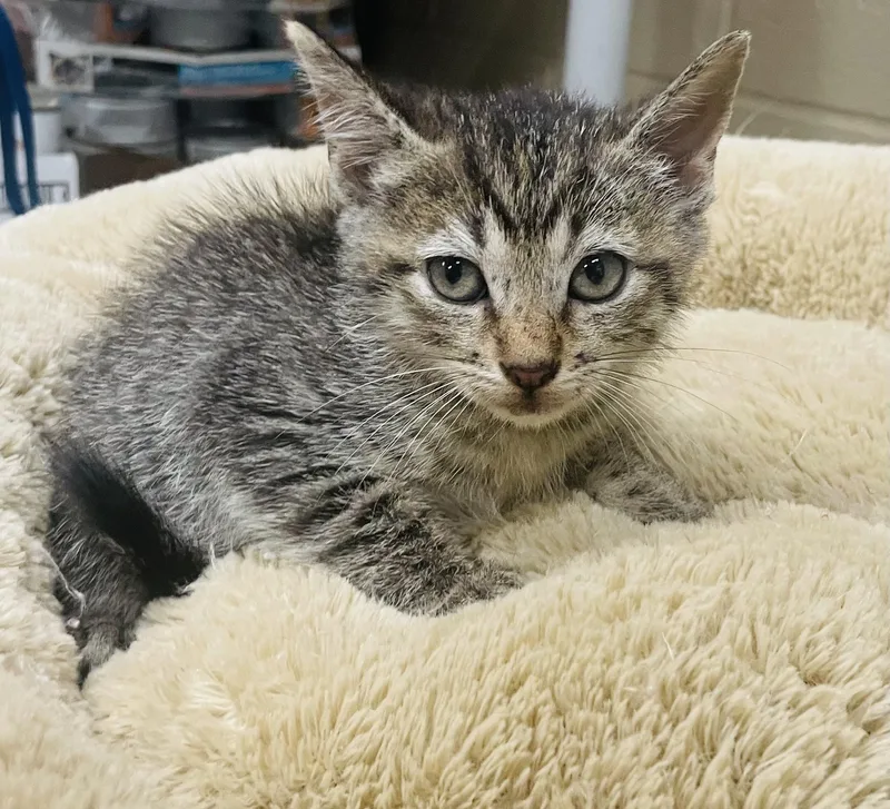 A baby small-sized male Tabby (Buff / Tan / Fawn) Tabby cat named Georgie for adoption in Seabrook, TX