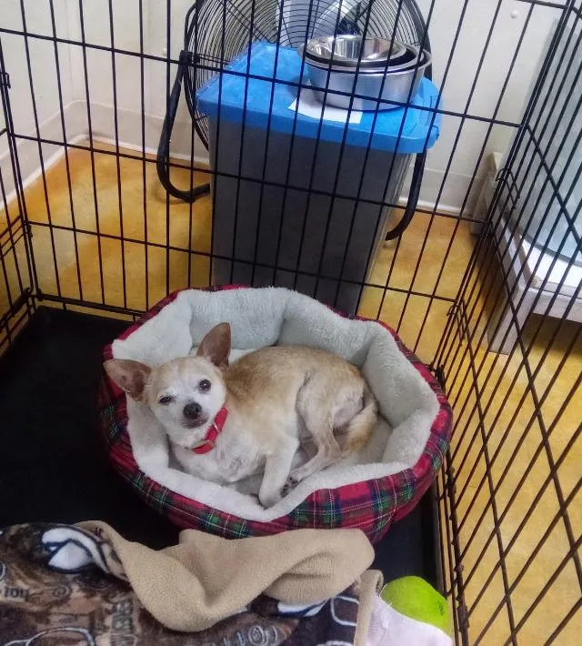An adult small-sized male Chihuahua dog named Katatin for adoption in Austin, MN