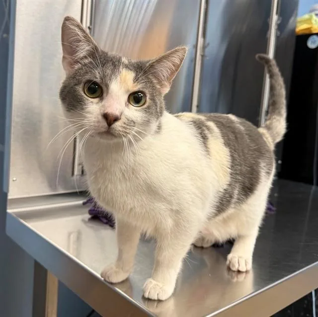 A young small-sized male Domestic Short Hair cat named Johnny for adoption in Minneapolis, MN