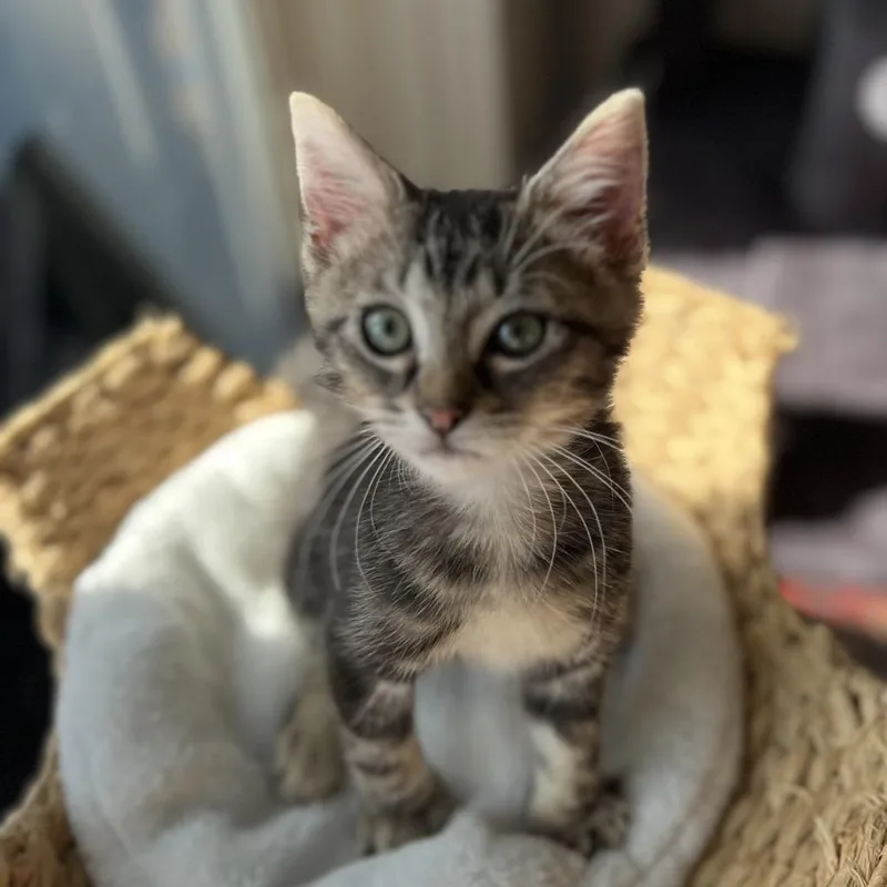 A baby small-sized male Brown / Chocolate Domestic Short Hair cat named Nemo for adoption in Lauderhill, FL