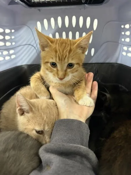 A baby small-sized male Domestic Short Hair cat named Adrian for adoption in Morristown, TN