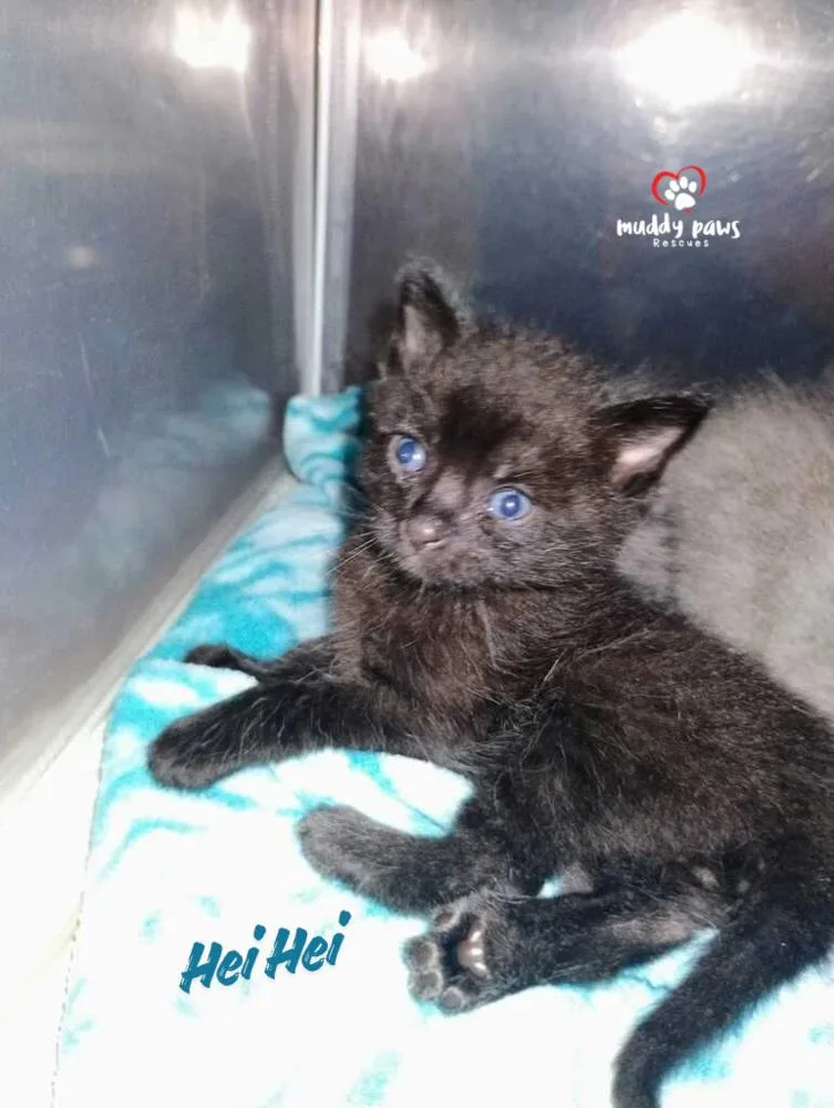 A baby small-sized male Black Domestic Short Hair cat named Princess Pals: HeiHei for adoption in Council Bluffs, IA