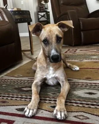 A baby medium-sized male Shepherd dog named Turbo Lonestar for adoption in Rockaway, NJ