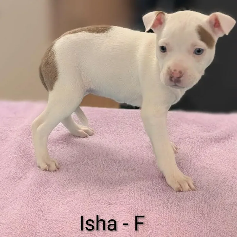 Isha