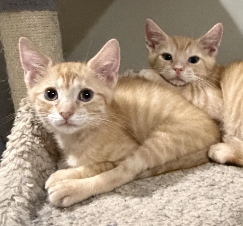 A baby medium-sized male Tabby (Orange / Red) Domestic Short Hair cat named Rocket for adoption in East Hanover, NJ