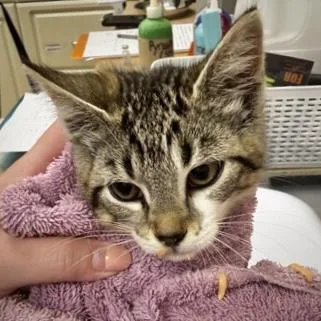A baby small-sized female Domestic Short Hair cat named Sadie Adler for adoption in Burlington, WA