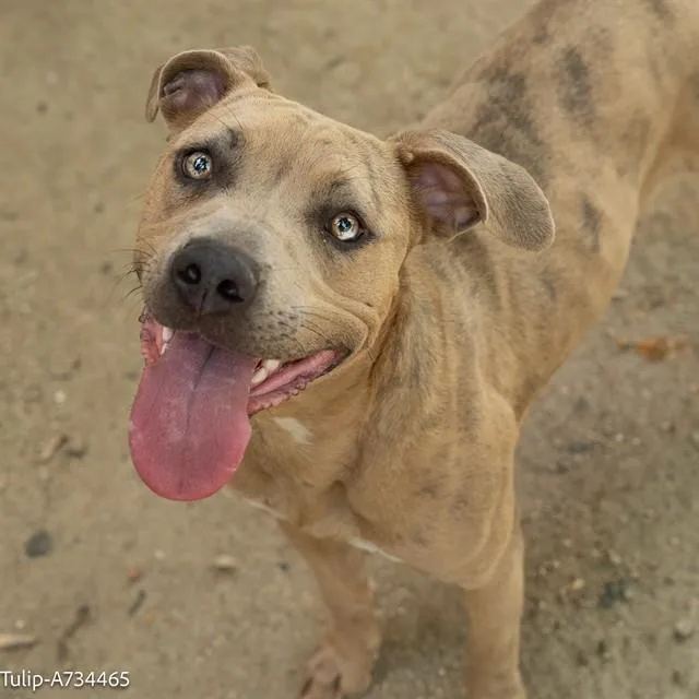 A young medium-sized female Pit Bull Terrier dog named Tulip for adoption in Sacramento, CA