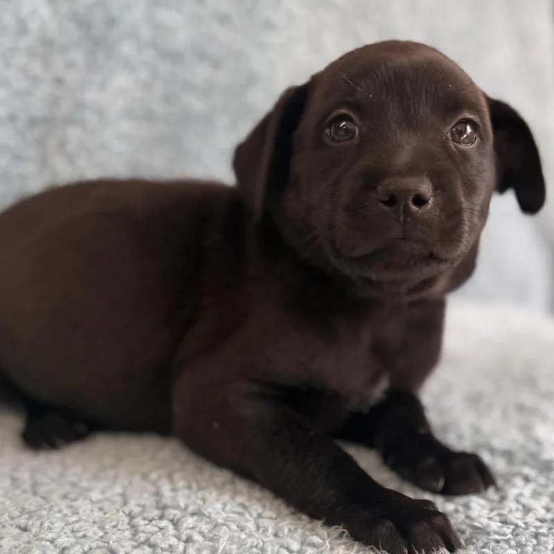 A baby medium-sized female Black Cattle Dog dog named Delilah for adoption in St. Peters, MO