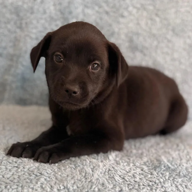 Delilah thumbnail 3