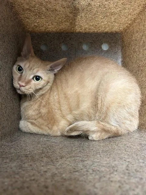An adult large-sized male Domestic Short Hair cat named Tiger for adoption in Bakersfield, CA