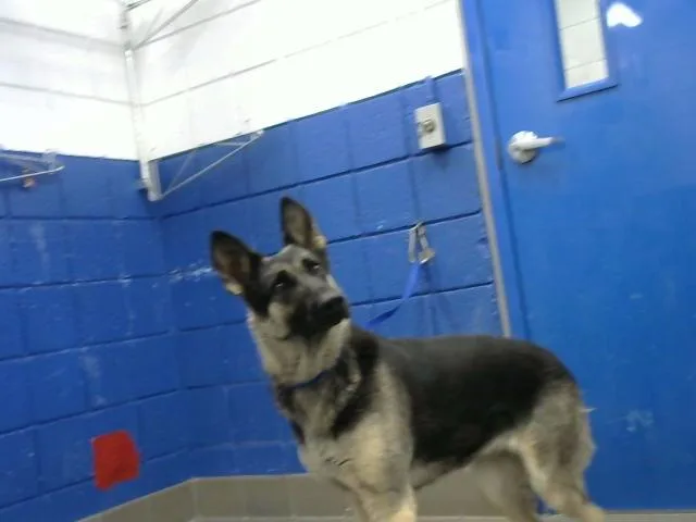 A young medium-sized female German Shepherd Dog dog named Heidi for adoption in Albuquerque, NM