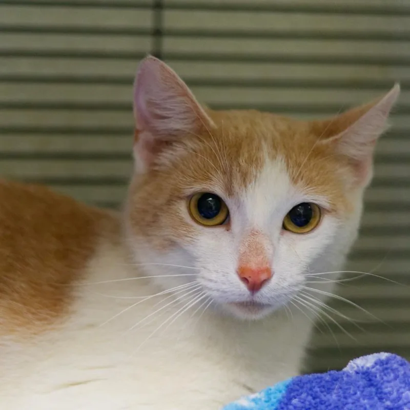 A young medium-sized female Domestic Short Hair cat named Pancake for adoption in Hot Springs, AR