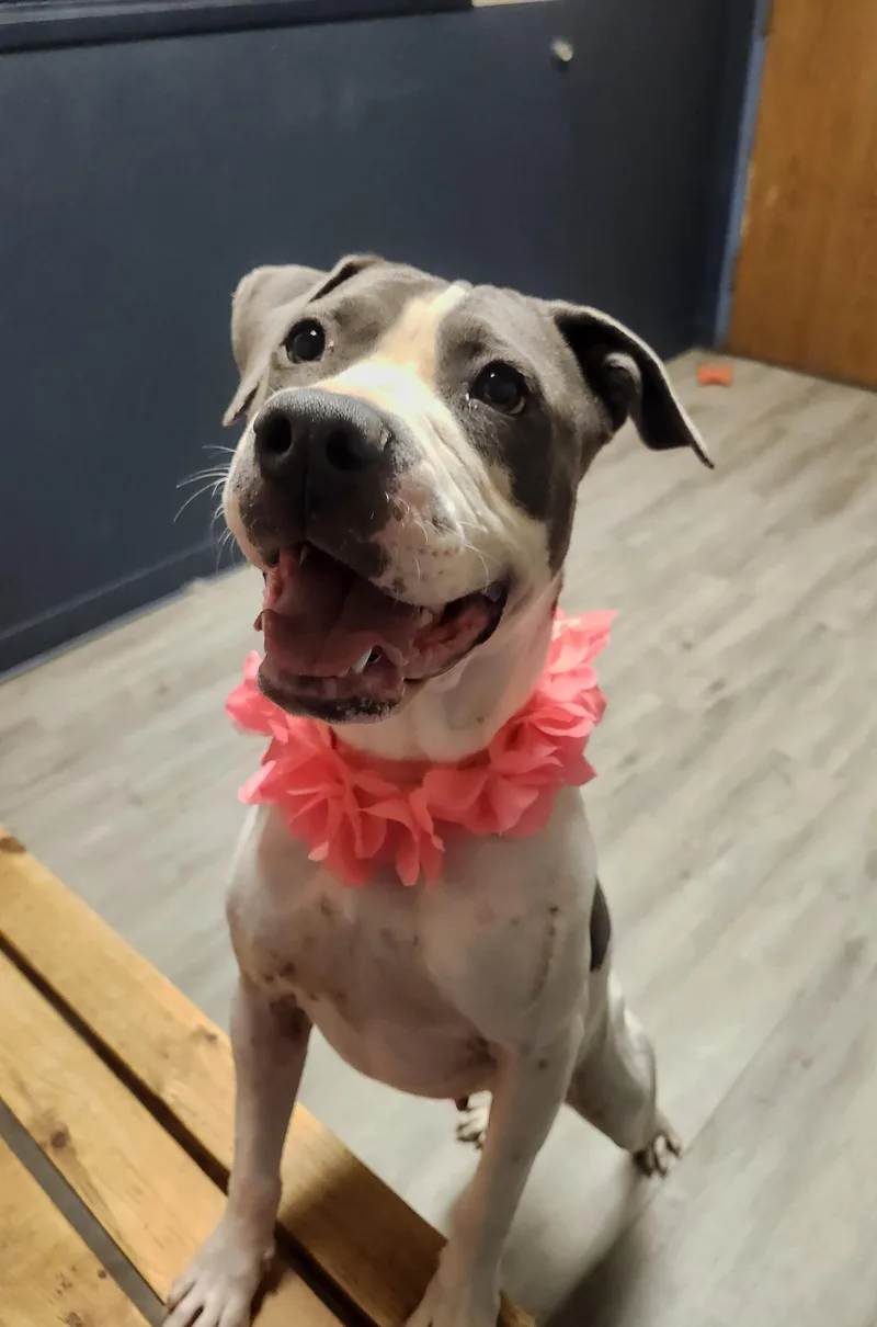 An adult medium-sized female White / Cream Pit Bull Terrier dog named Bubble Bath for adoption in Mansfield, OH