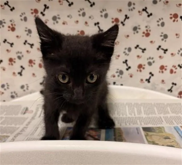 A baby small-sized male Domestic Short Hair cat named Pooh Bear for adoption in Riverside, CA