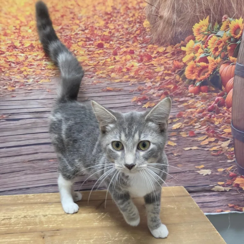 A baby small-sized female Gray / Blue / Silver Domestic Short Hair cat named Soup for adoption in Normal, IL