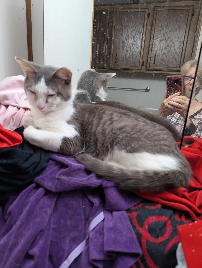 A young medium-sized male Gray & White American Shorthair cat named KitKat for adoption in Wallkill, NY
