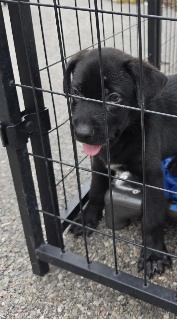 A baby medium-sized male Mixed Breed dog named Clyde for adoption in Cleveland, TN