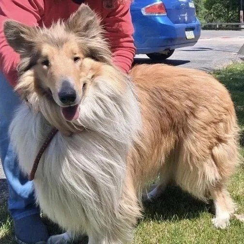 A young medium-sized male Collie dog named Kona for adoption in Dublin, OH