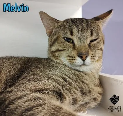 An adult small-sized male Domestic Short Hair cat named Melvin for adoption in Heath, OH