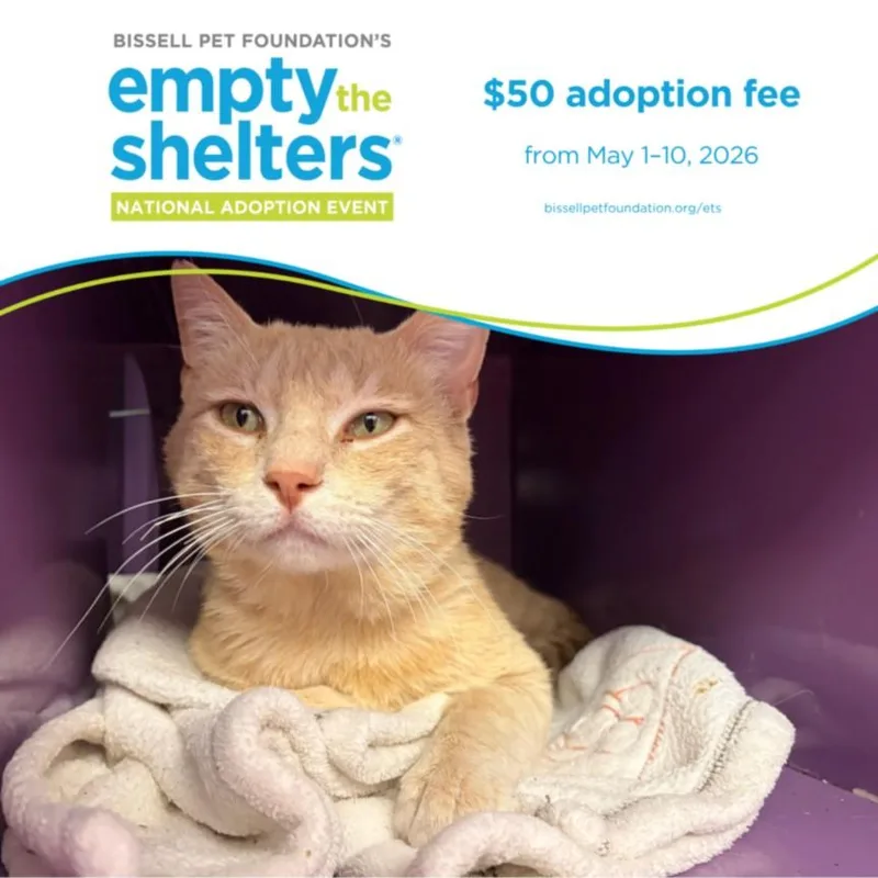 A young large-sized male Domestic Short Hair cat named Crispin for adoption in Santa Cruz, CA