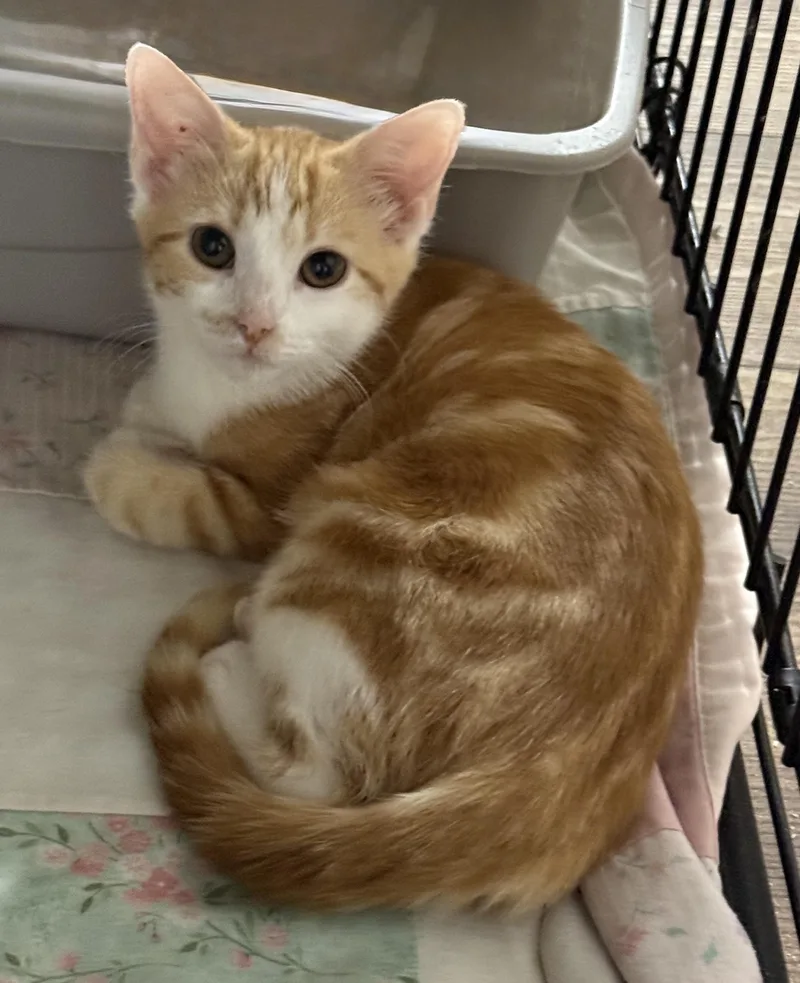 A baby medium-sized female Orange & White Domestic Short Hair cat named Cinnamon for adoption in Pawleys Island, SC