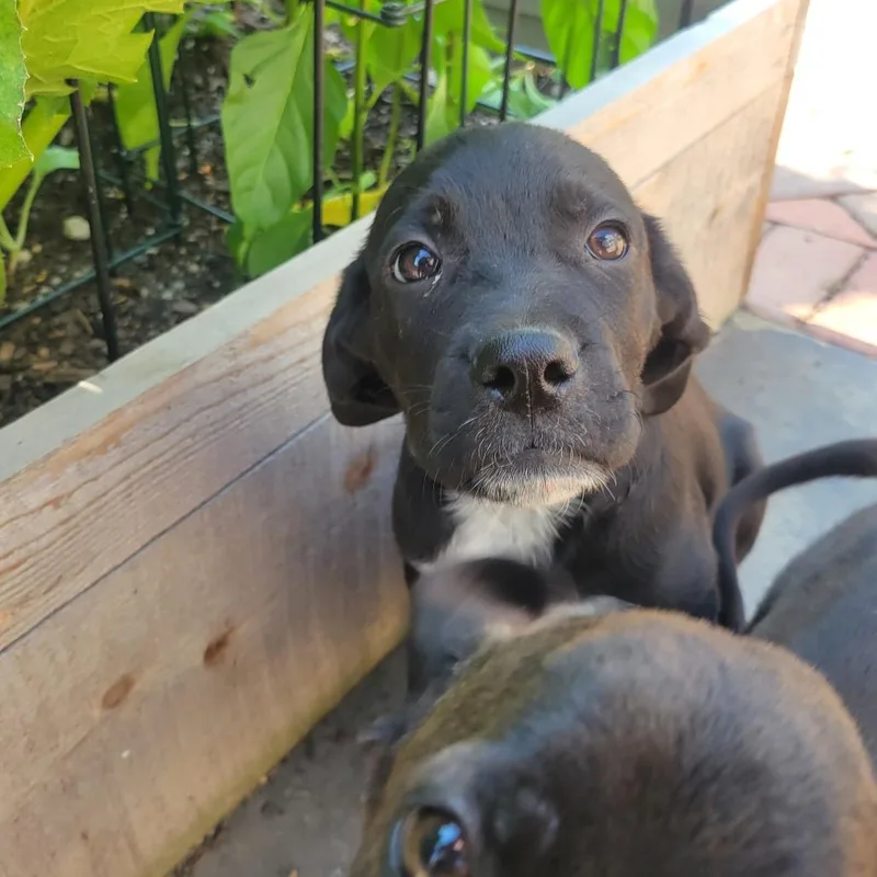 A baby small-sized male Black Labrador Retriever dog named Summit for adoption in Avon, OH