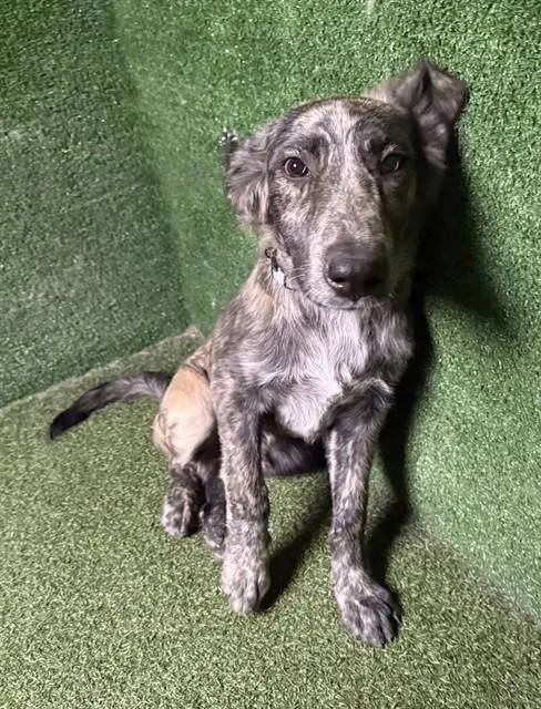 A young small-sized male German Shepherd Dog dog named Thunder for adoption in Lancaster, CA