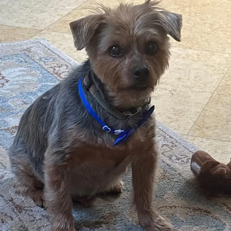 A senior small-sized male Brown / Chocolate Yorkshire Terrier dog named Max Home to for adoption in South Elgin, IL