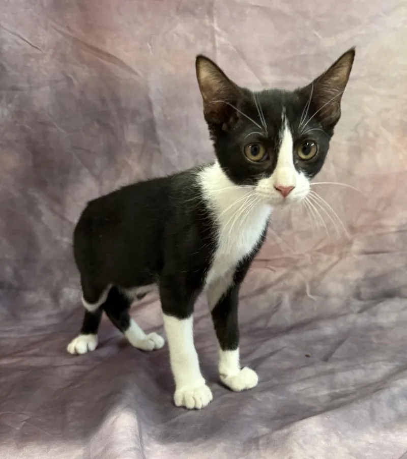 A baby medium-sized female Domestic Short Hair cat named Cora for adoption in Springfield, GA