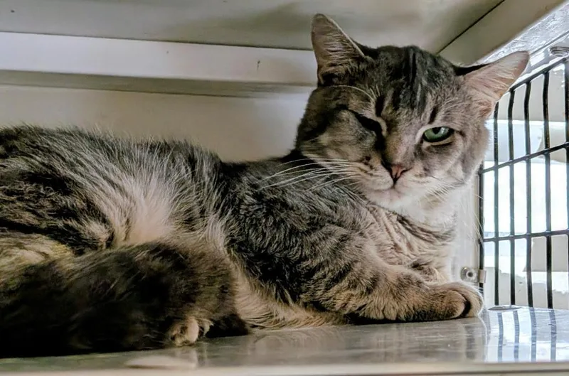 A young medium-sized male Domestic Short Hair cat named Hindley for adoption in St. Augustine, FL