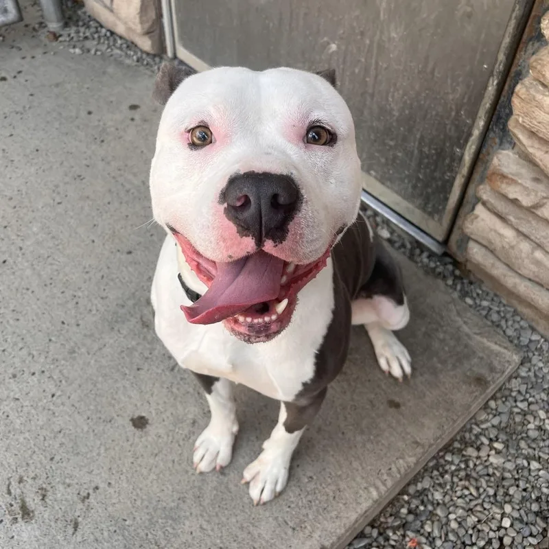 An adult medium-sized male Gray / Blue / Silver Mixed Breed dog named Knox for adoption in Fairport, NY