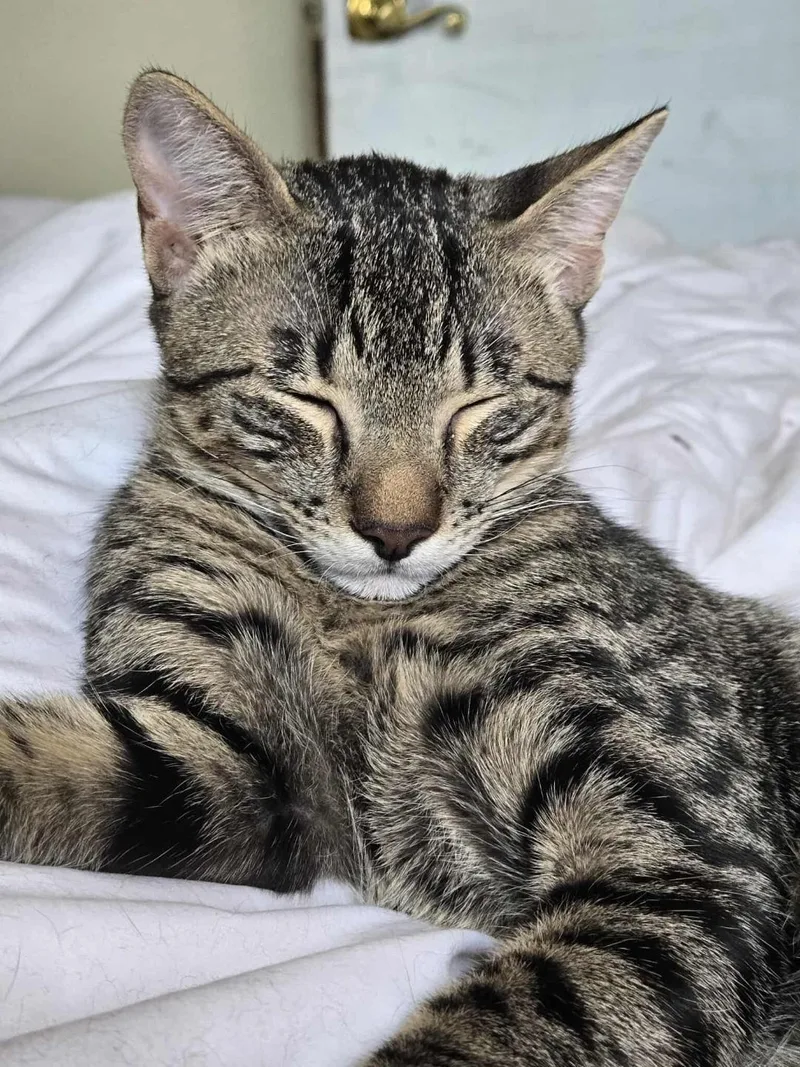 Look At Jack! A thumbnail 3