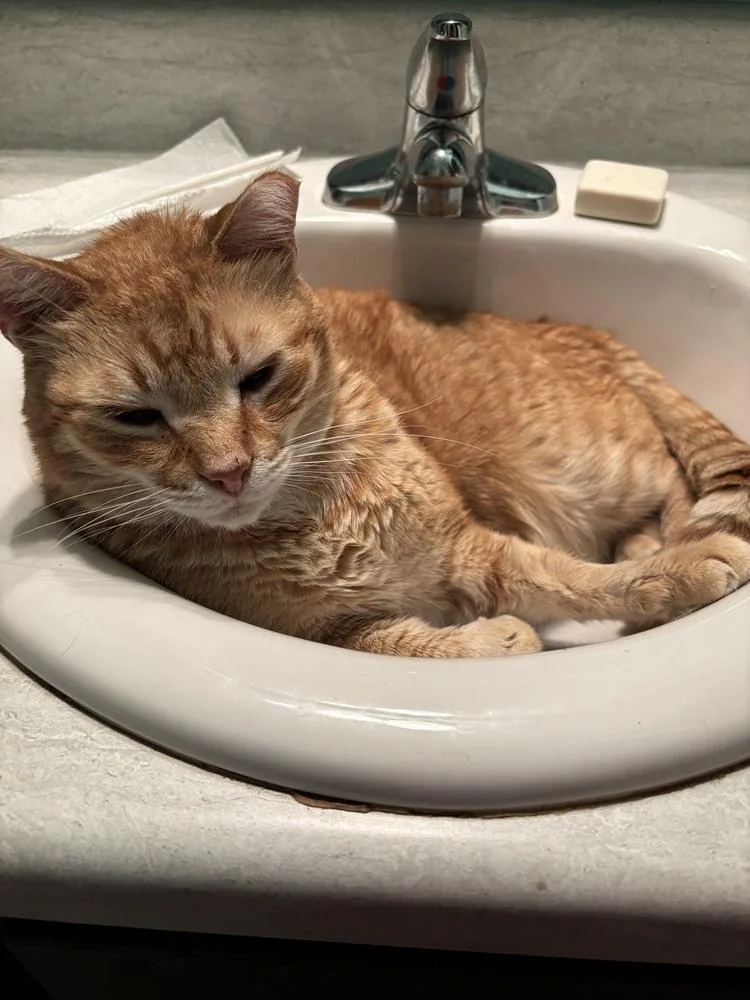 An adult large-sized male Tabby (Orange / Red) Domestic Short Hair cat named Morris for adoption in Salisbury, NC