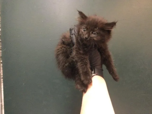 A baby small-sized female Domestic Long Hair cat named Leah for adoption in Thousand Palms, CA