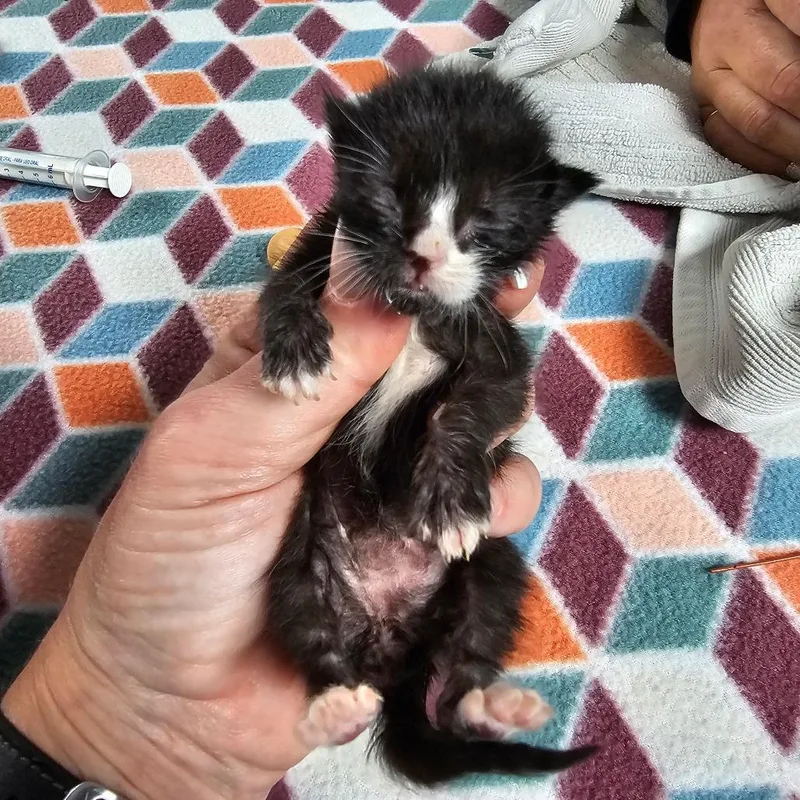 A baby small-sized female Black American Shorthair cat named Button for adoption in Milton, FL