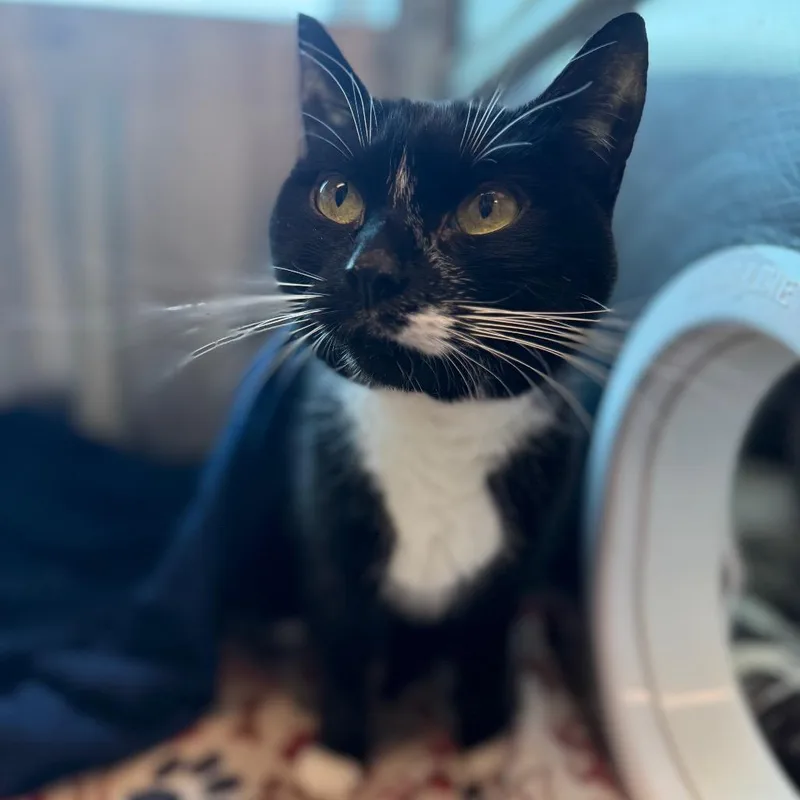 Unagi