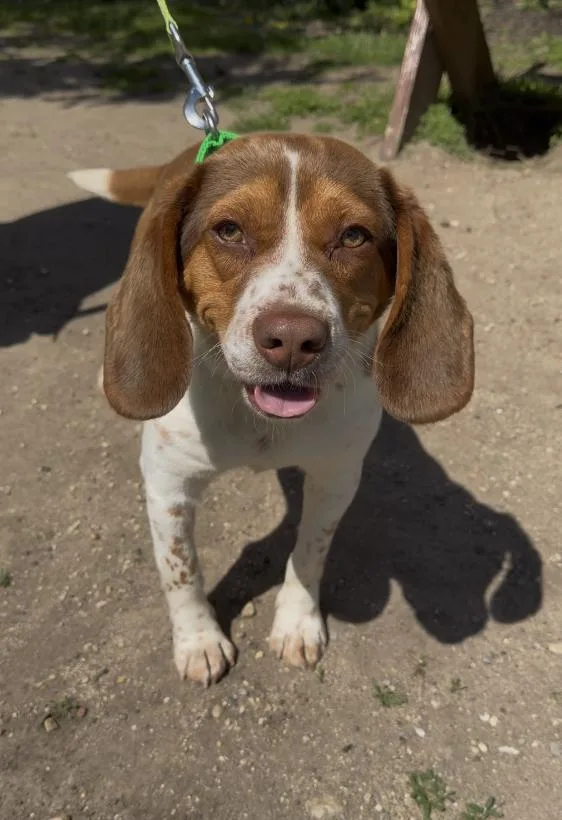 An adult medium-sized male Brown / Chocolate Beagle dog named Lucky for adoption in Wantagh, NY