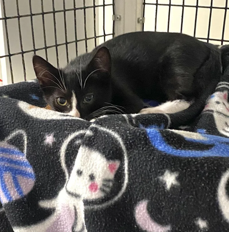 A baby small-sized male Black Domestic Short Hair cat named Marks for adoption in Alexandria, VA