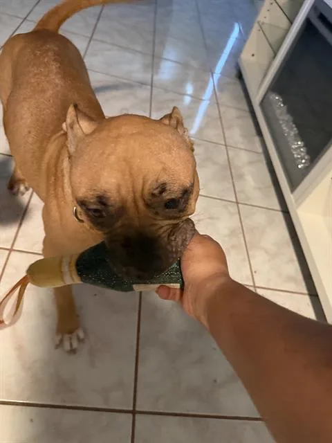 An adult large-sized female Boxer dog named Peaches for adoption in San Antonio, TX