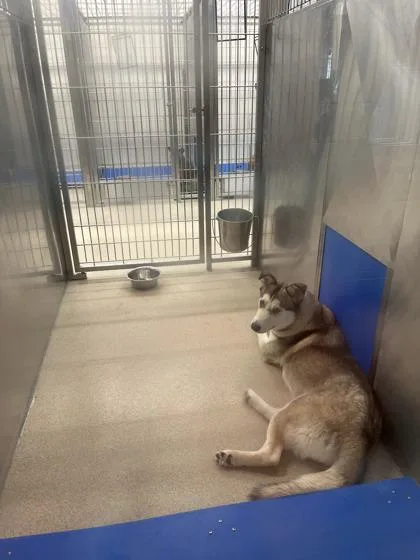 An adult medium-sized female Siberian Husky dog named Jade for adoption in North Richland Hills, TX